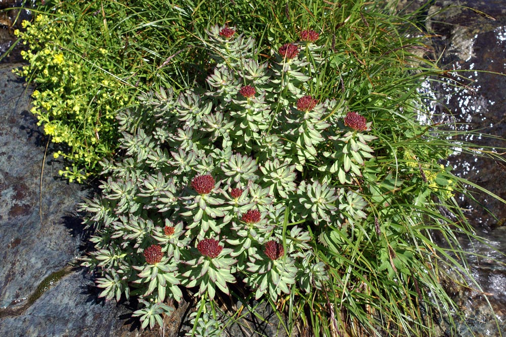 Rhodiola rosea / Rodiola rosea