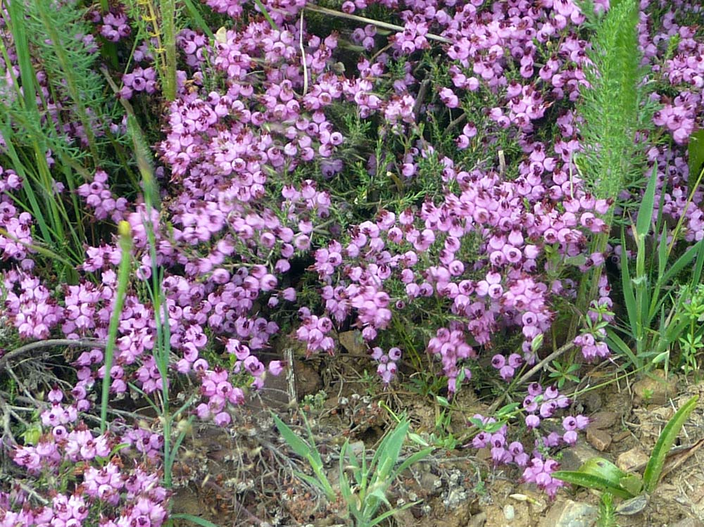 Erica multiflora dalla Meseta (Spagna)