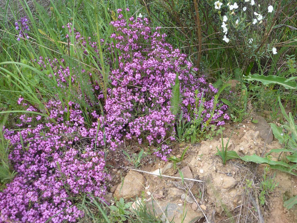 Erica multiflora dalla Meseta (Spagna)