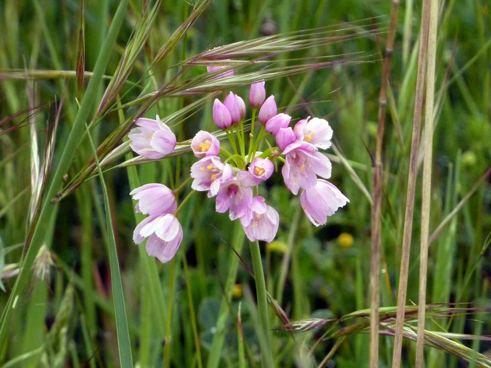 Allium roseum
