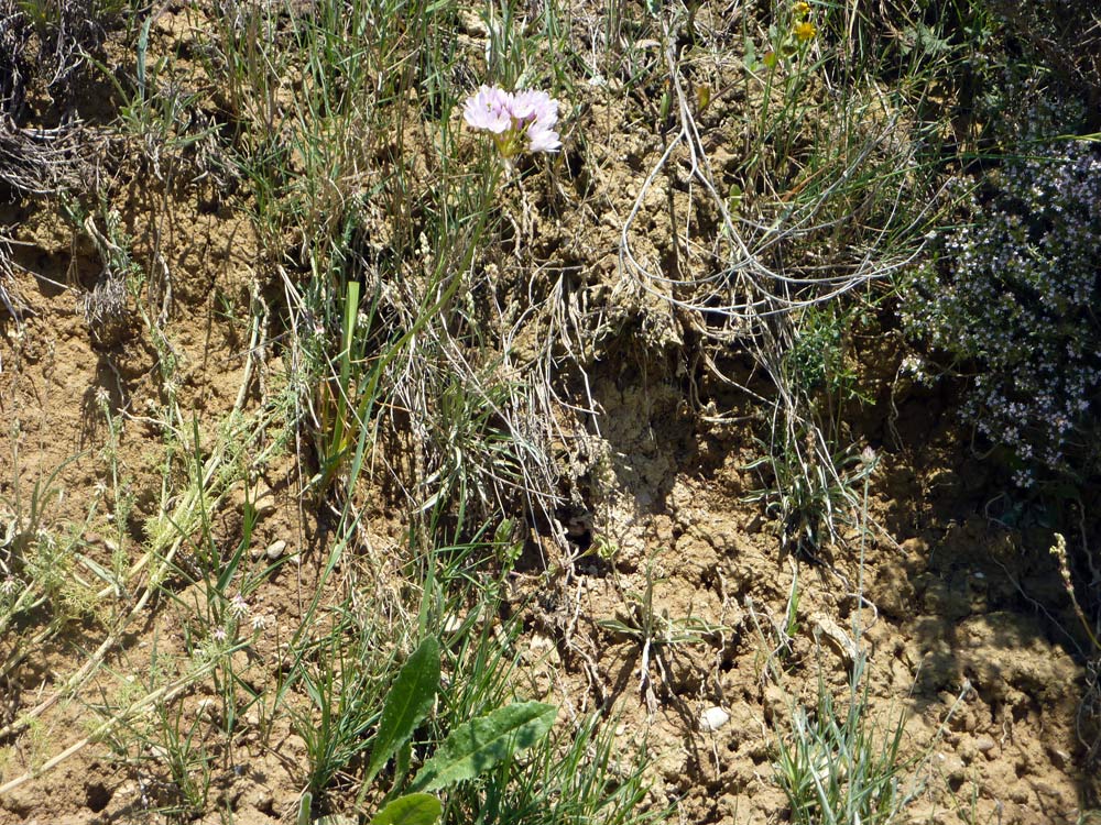 Allium roseum