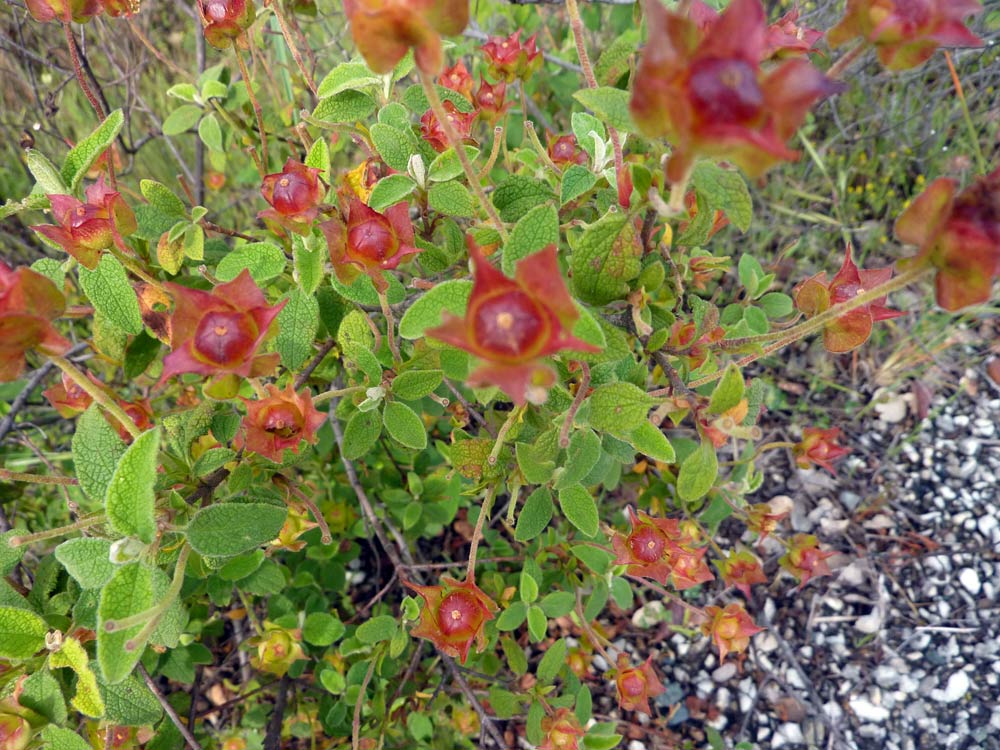 Cistus salviifolius