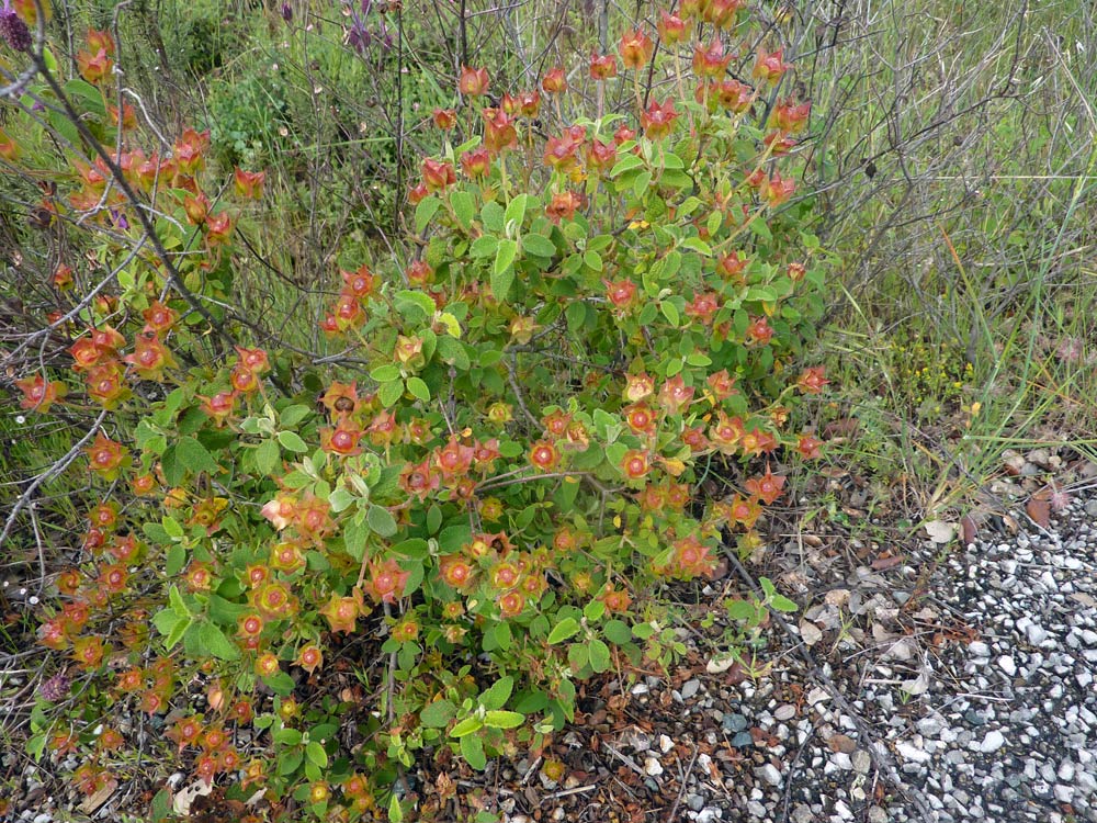 Cistus salviifolius