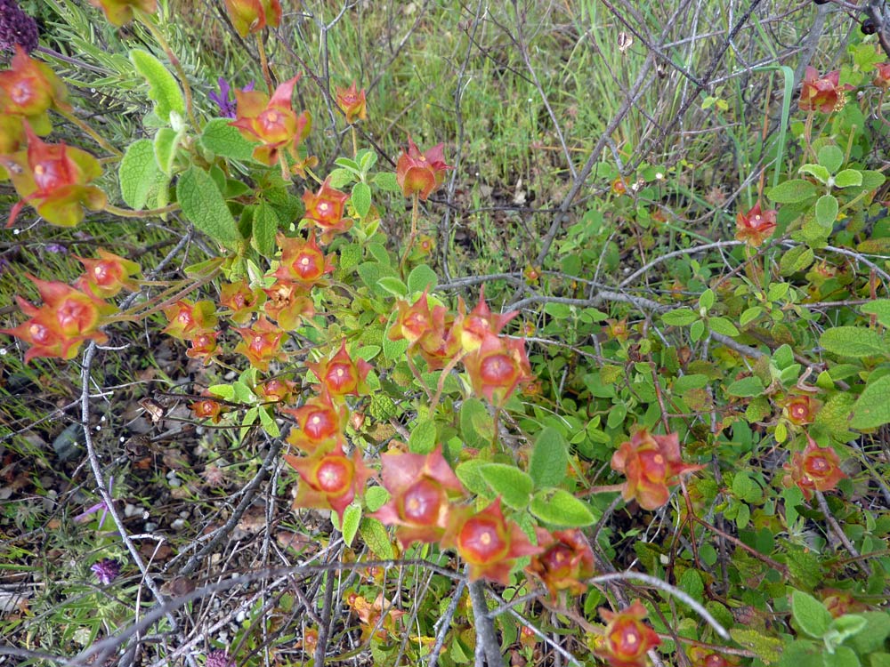 Cistus salviifolius