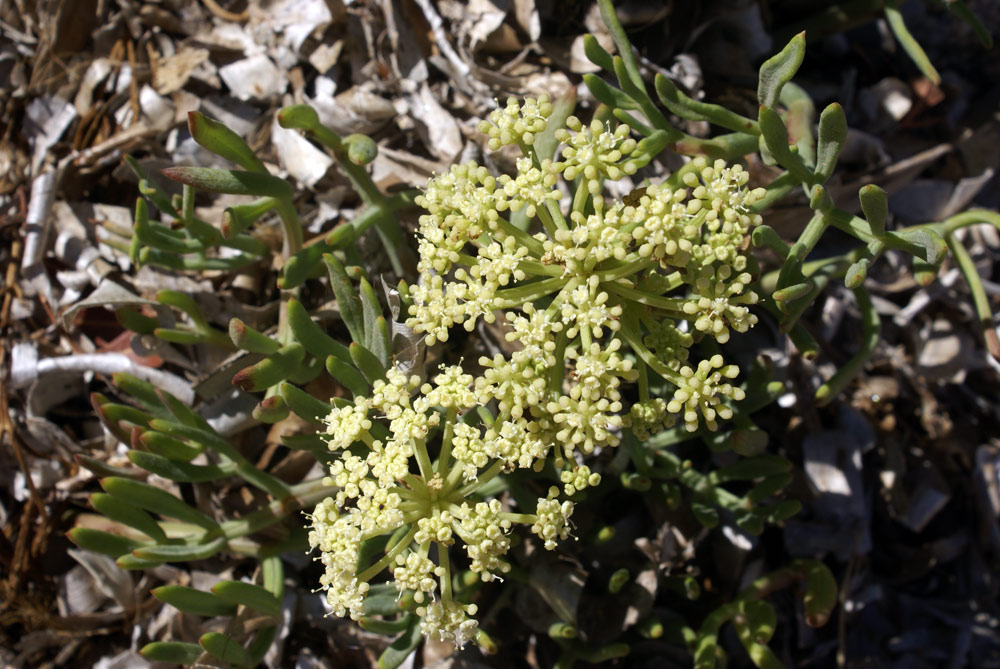 in riva al mare - Crithmum maritimum