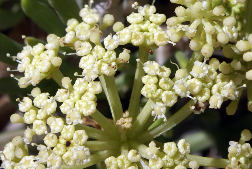 in riva al mare - Crithmum maritimum