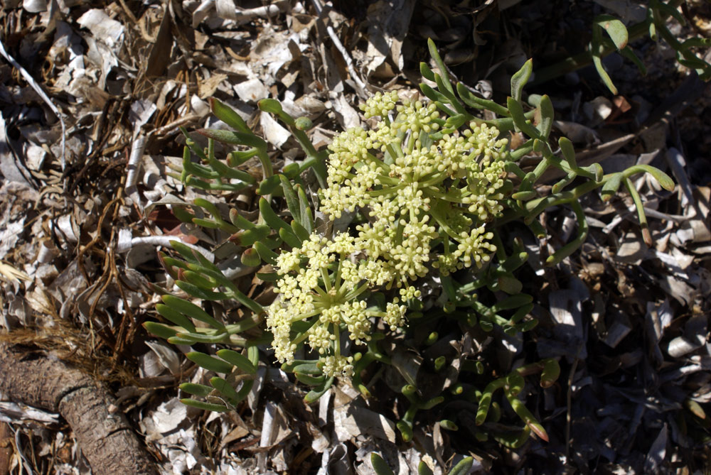 in riva al mare - Crithmum maritimum