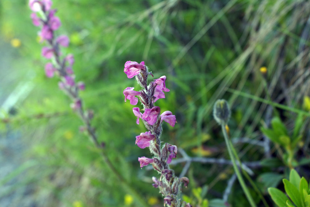 Pedicularis rostratospicata subsp. helvetica
