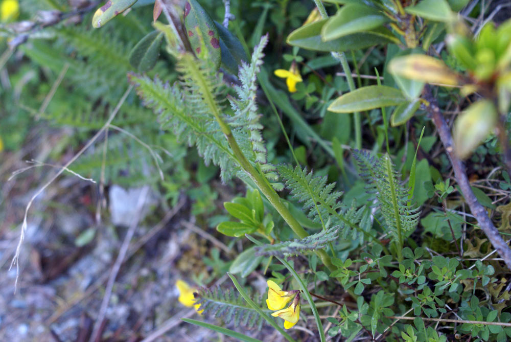 Pedicularis rostratospicata subsp. helvetica