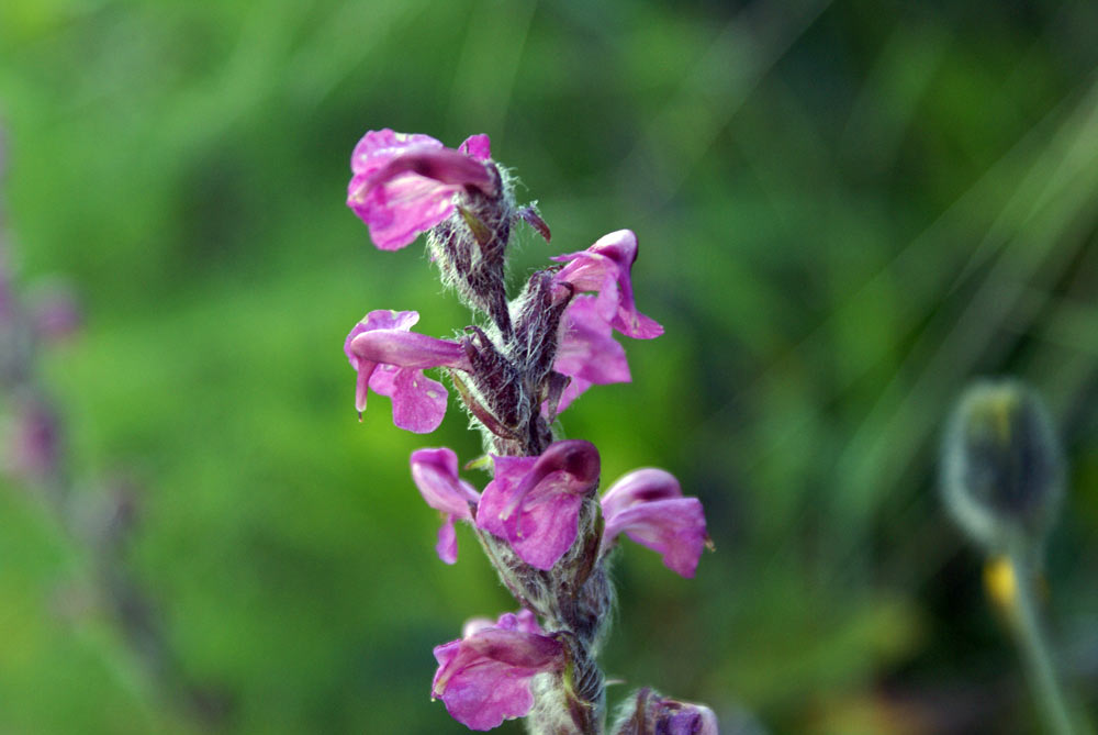 Pedicularis rostratospicata subsp. helvetica