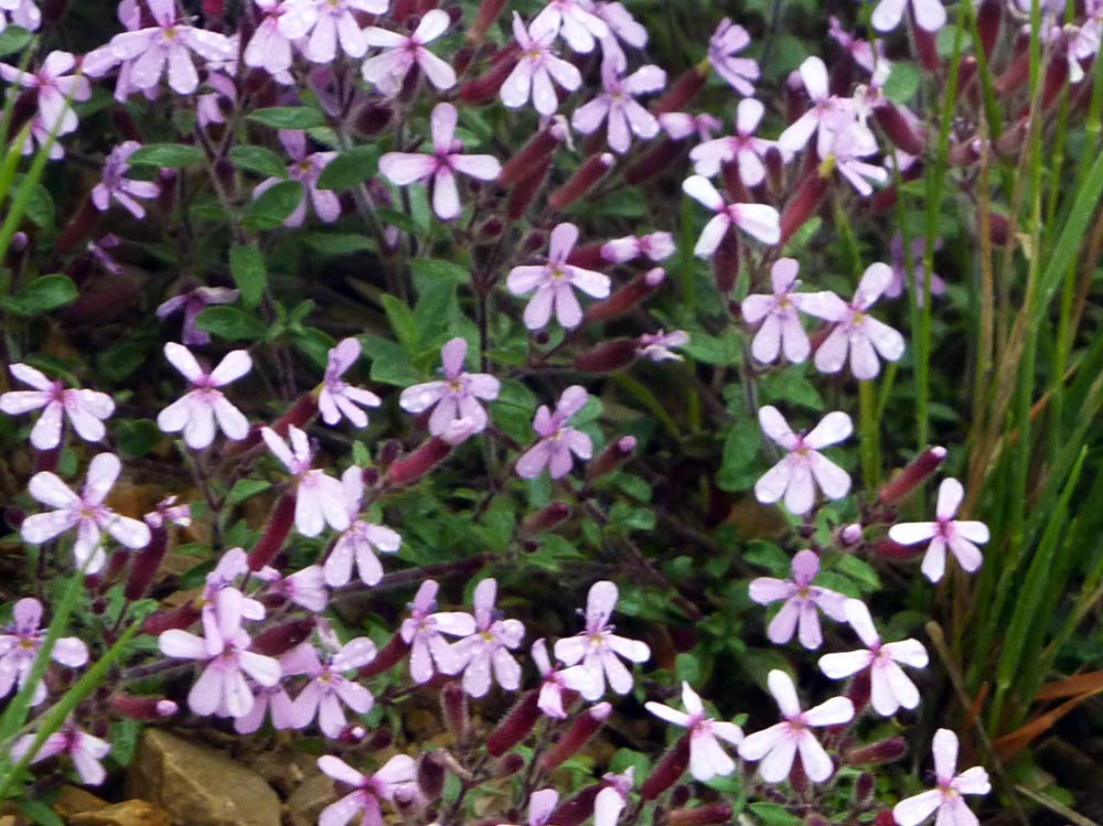Saponaria ocymoides
