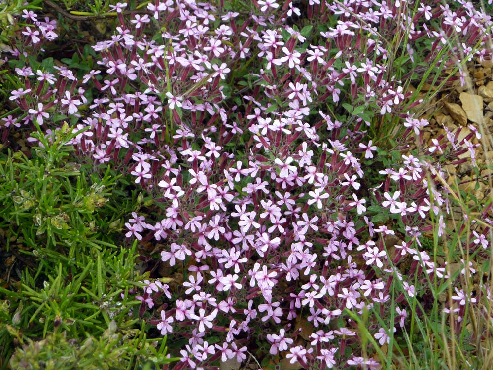 Saponaria ocymoides