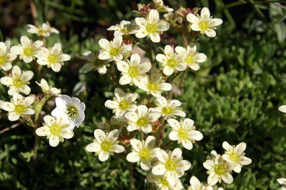 Sassifraga: gruppo Saxifraga exarata