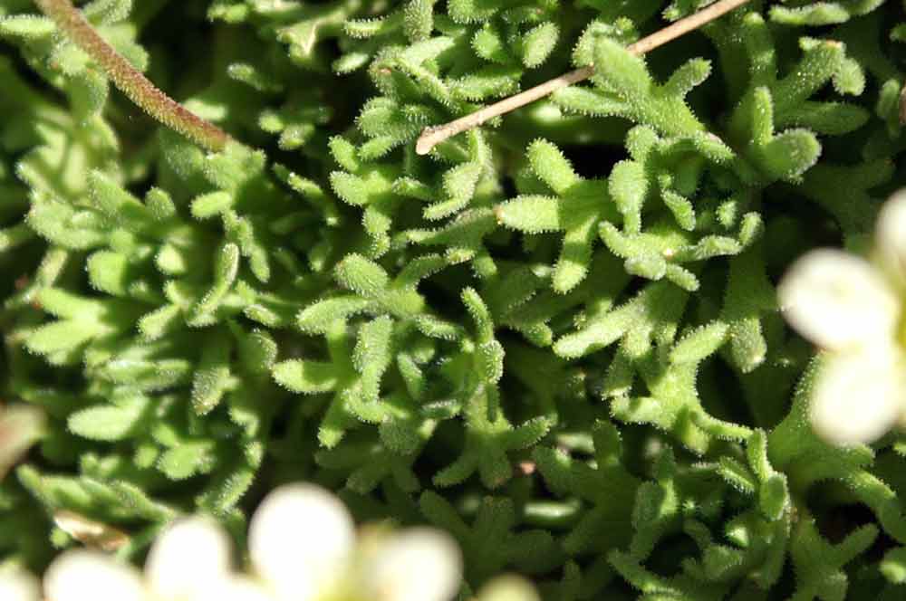 Sassifraga: gruppo Saxifraga exarata