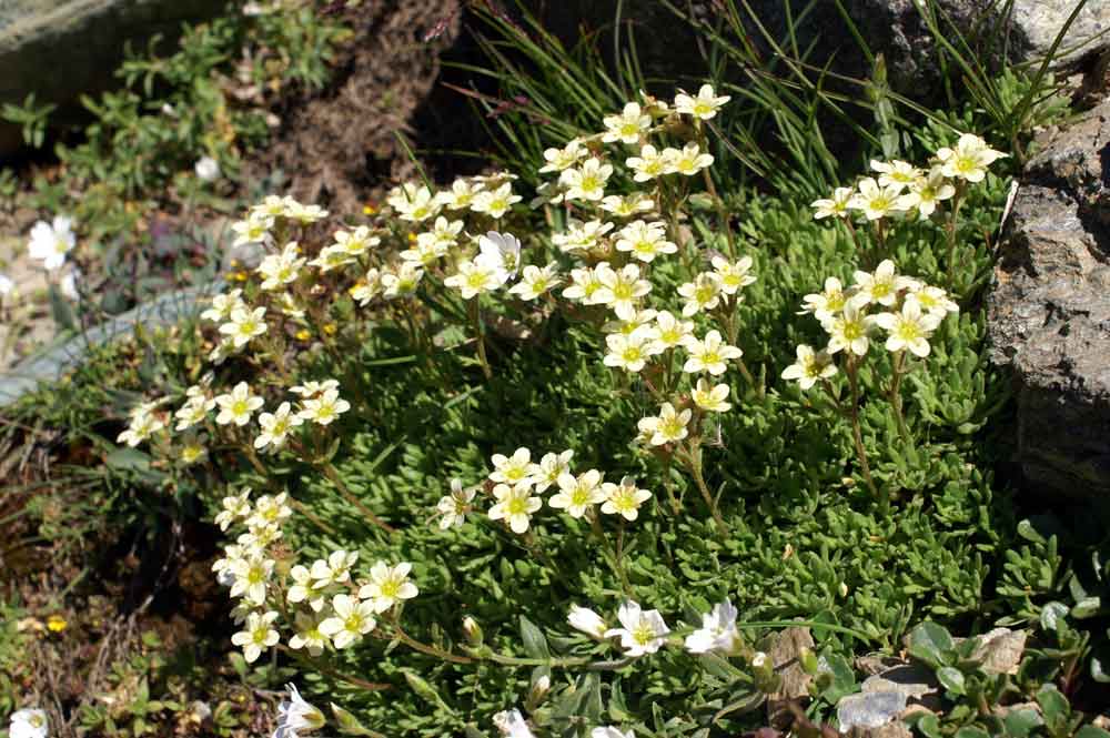 Sassifraga: gruppo Saxifraga exarata
