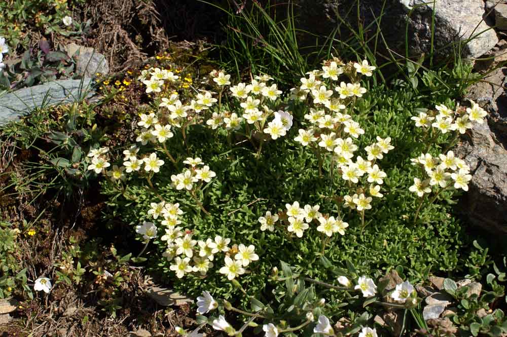 Sassifraga: gruppo Saxifraga exarata