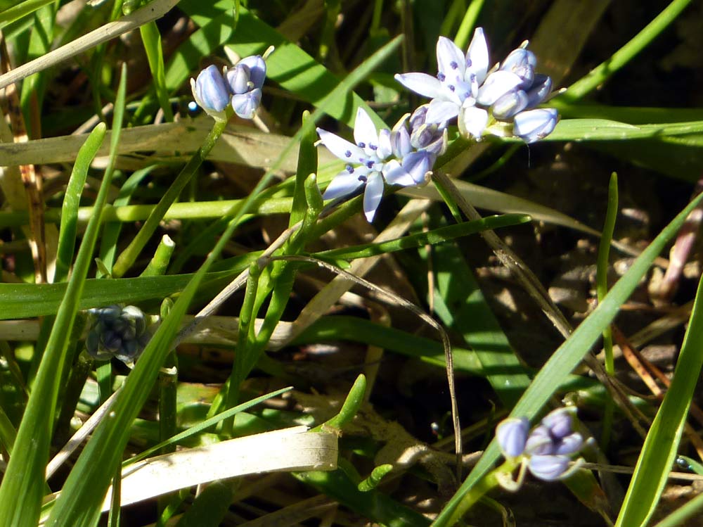 Scilla verna