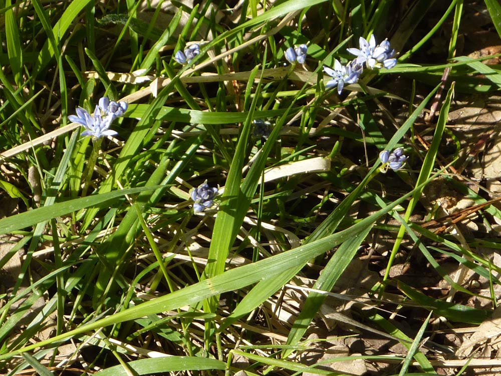 Scilla verna