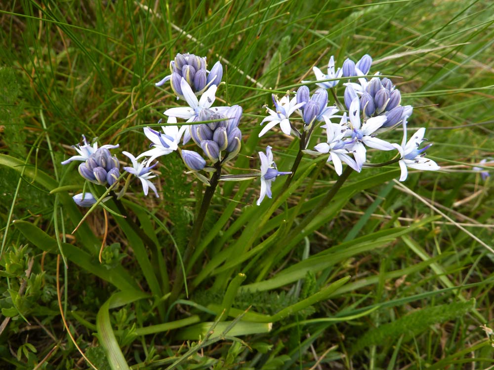 Scilla verna