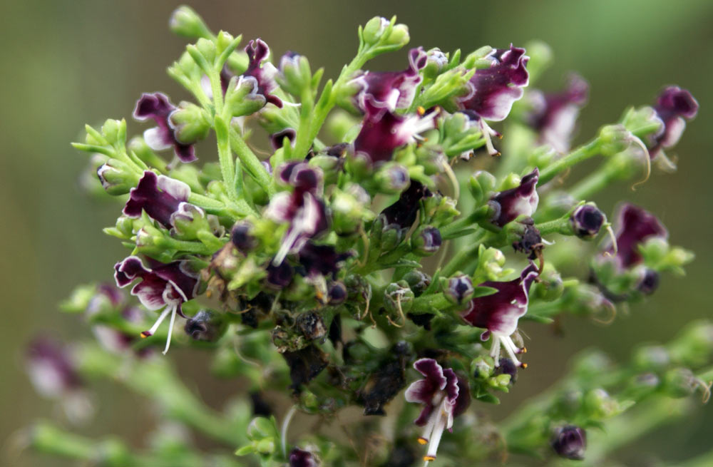 Appennino umbro 23 - Scrophularia cfr. canina