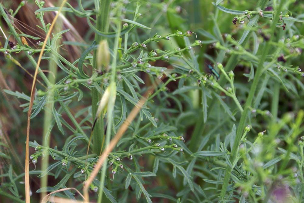 Appennino umbro 23 - Scrophularia cfr. canina