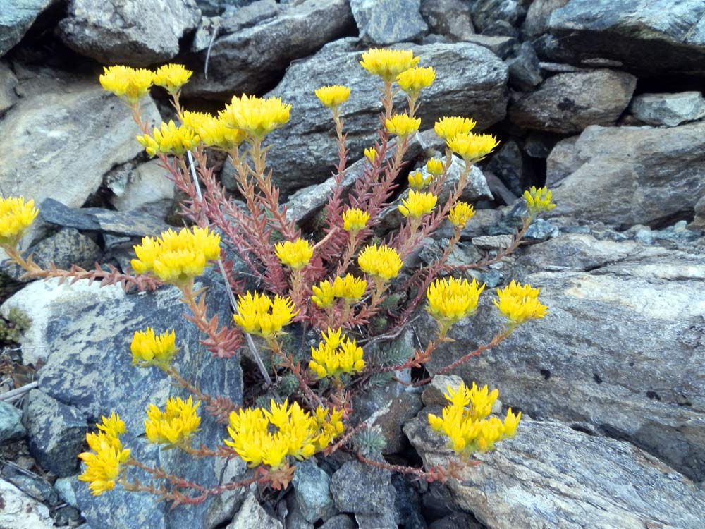 Petrosedum montanum (=Sedum motanum) / Borracina montana
