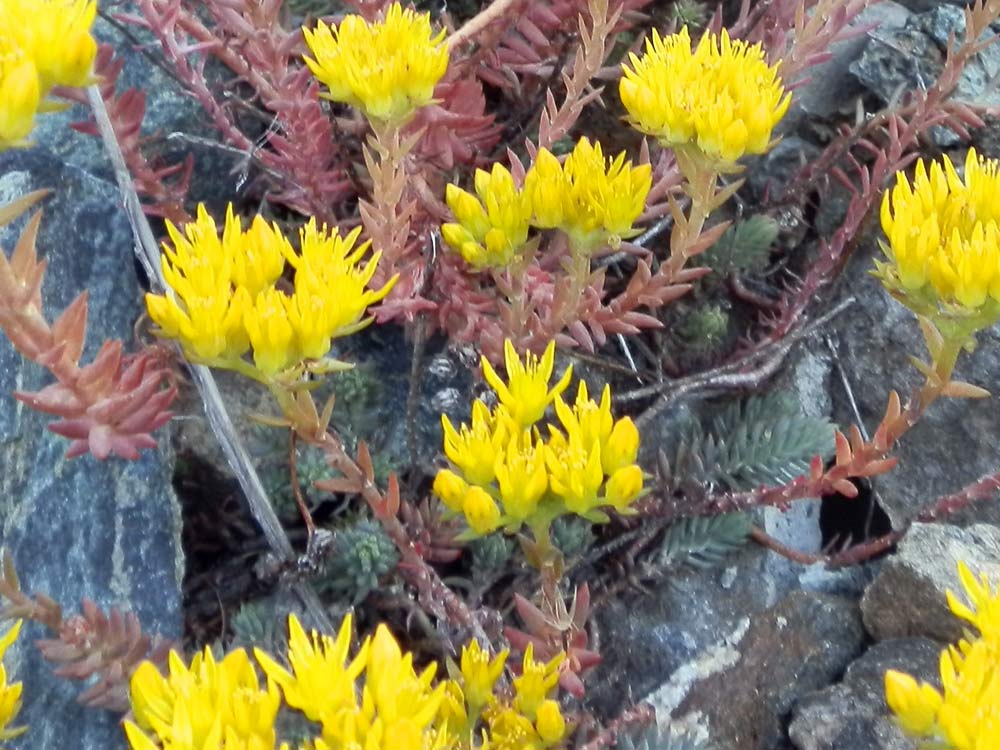 Petrosedum montanum (=Sedum motanum) / Borracina montana