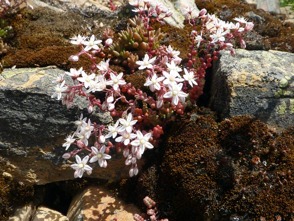 Sedum album e Sedum brevifolium