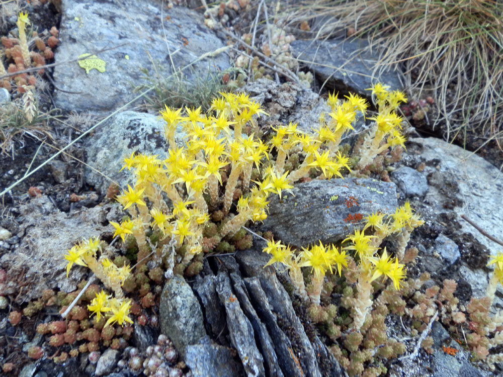 Sedum acre / Borracina acre