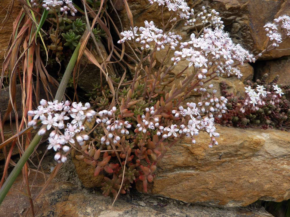 Sedum album e Sedum brevifolium