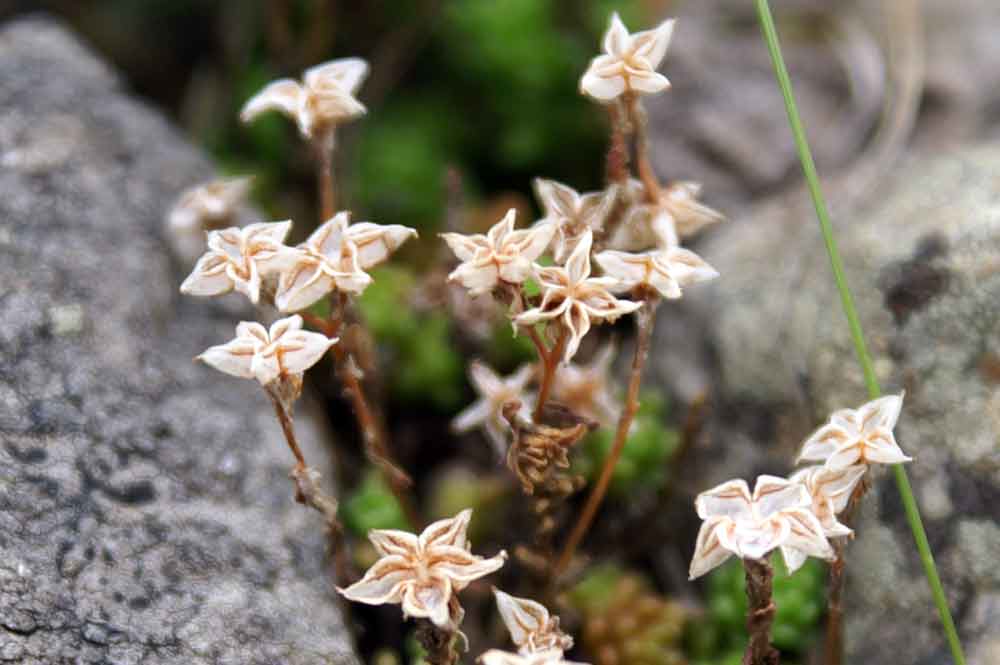 valle Cervo 4. Sedum?