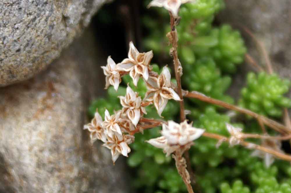 valle Cervo 4. Sedum?