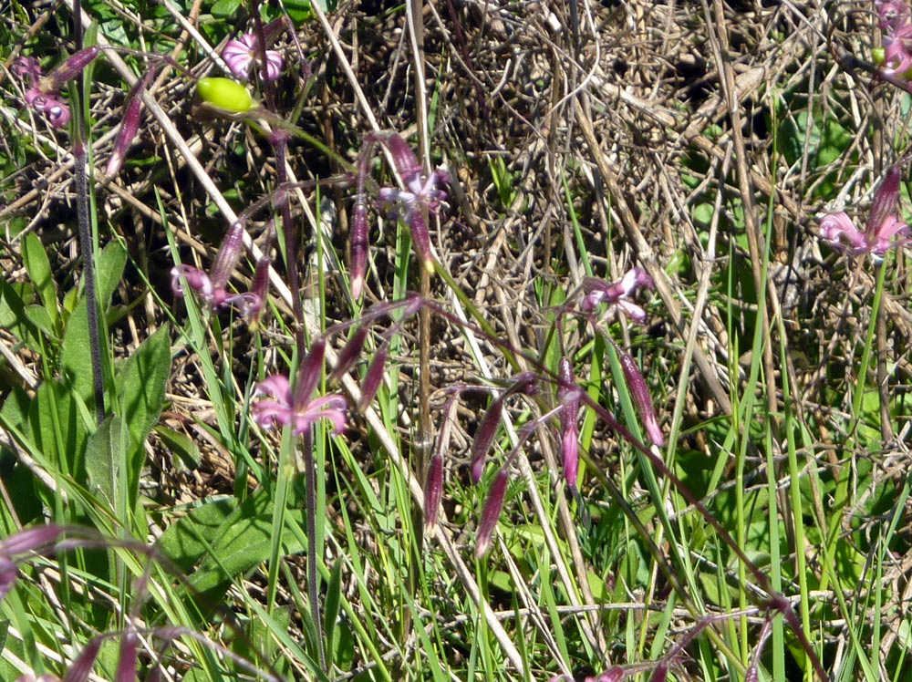 Silene pendula ?