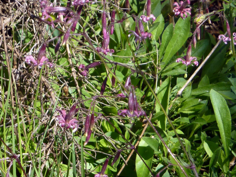 Silene pendula ?
