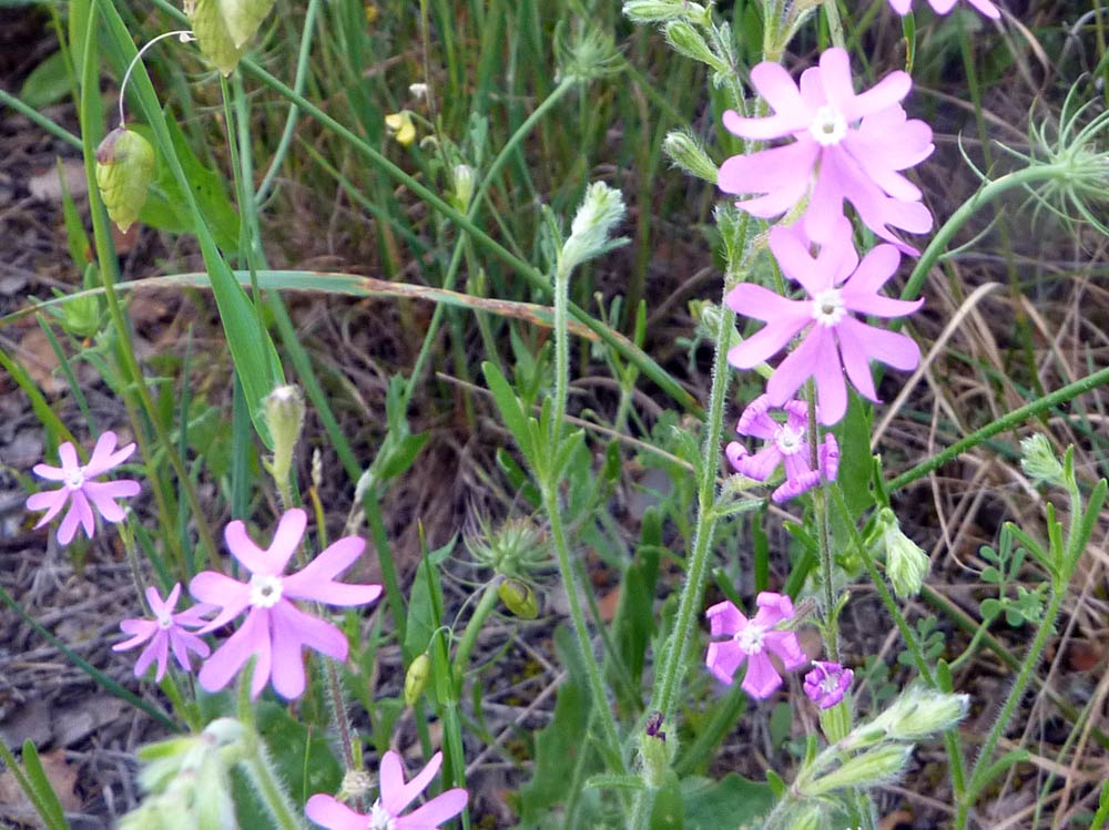 Silene cfr. colorata