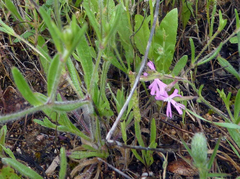 Silene cfr. colorata