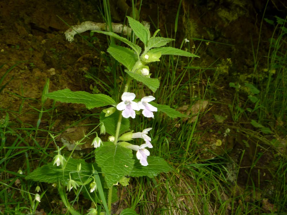 sottobosco - Melittis melissophyllum