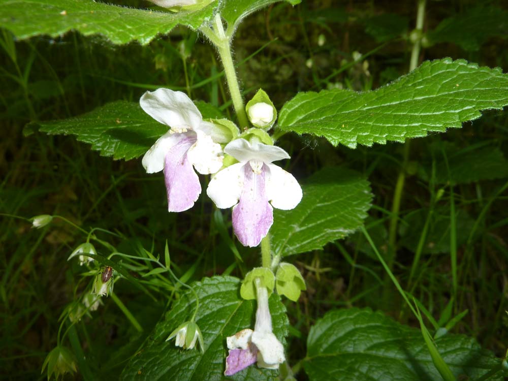 sottobosco - Melittis melissophyllum
