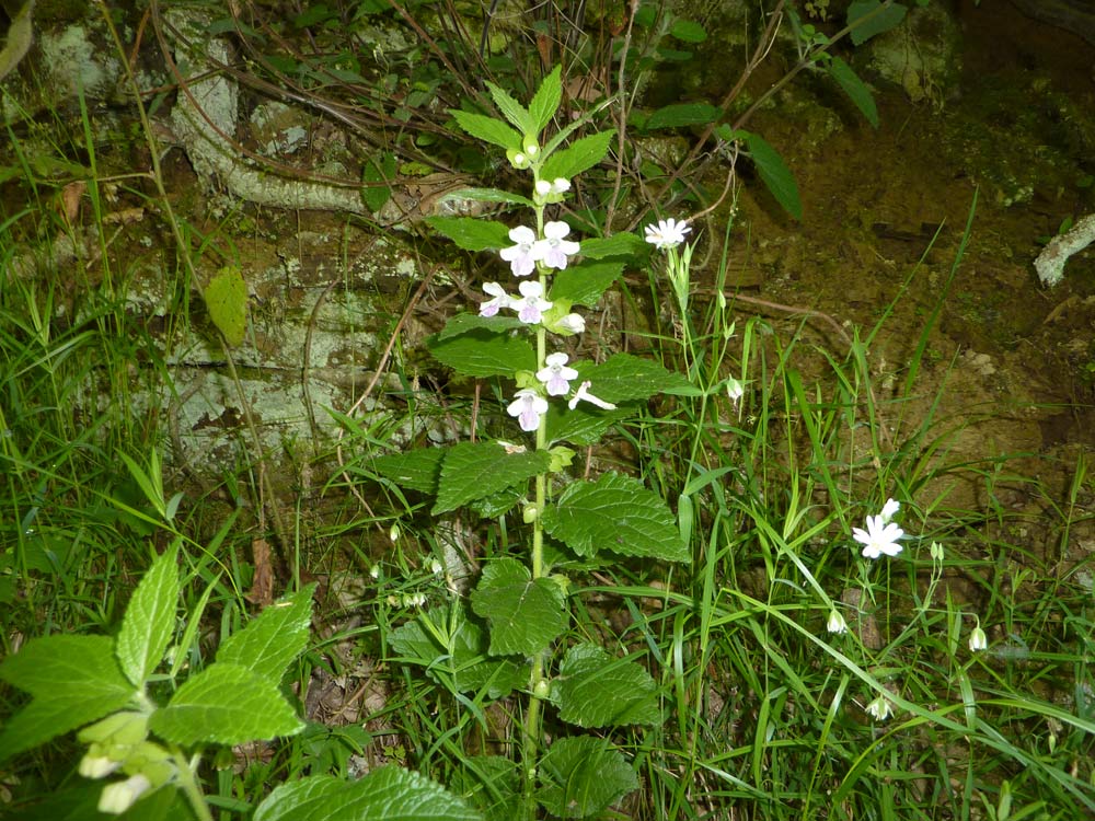 sottobosco - Melittis melissophyllum