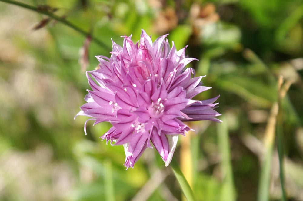 Allium schoenoprasum