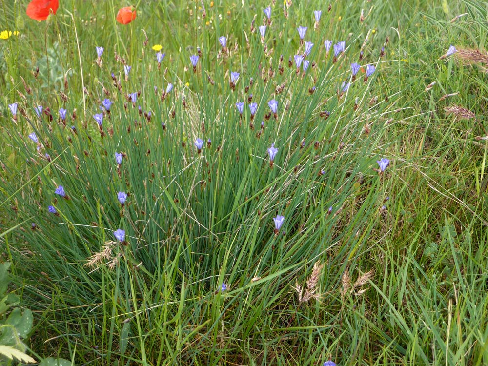 Aphyllanthes monspeliensis