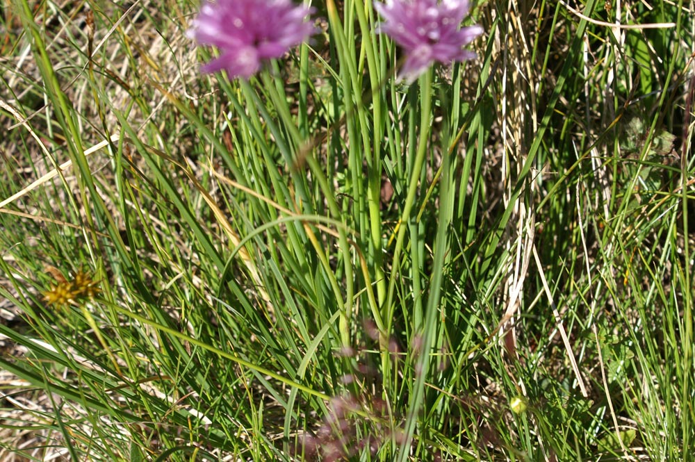Allium schoenoprasum