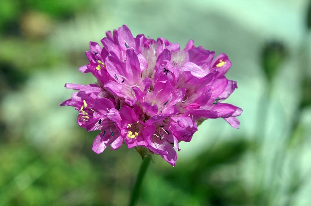 Armeria alpina