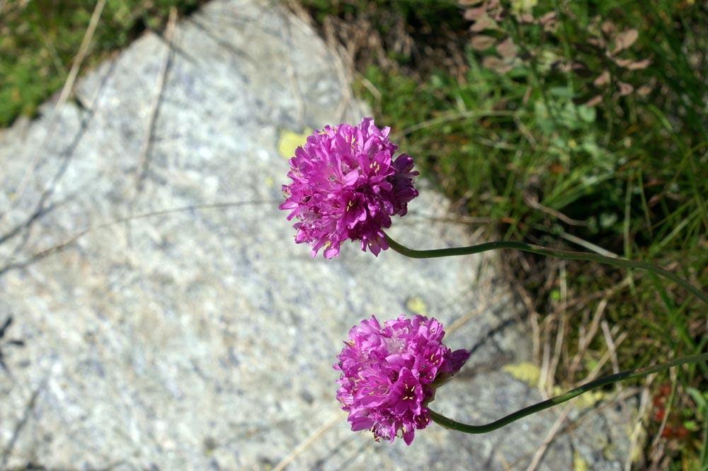 Armeria alpina