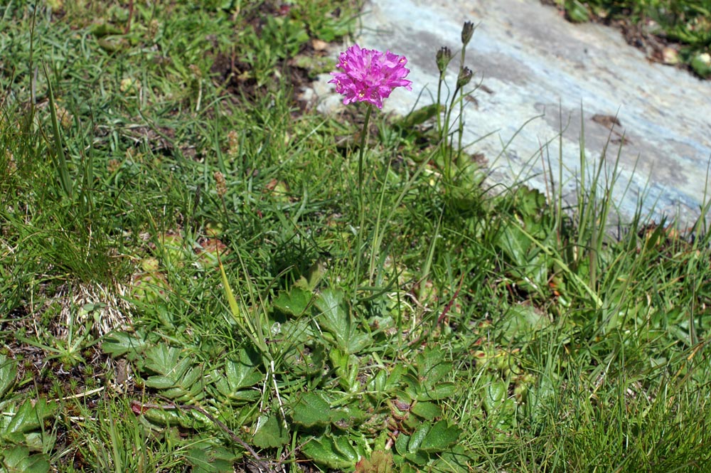 Armeria alpina