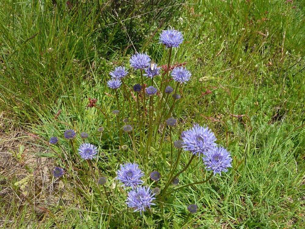 Globularia? no,  Jasione sp.