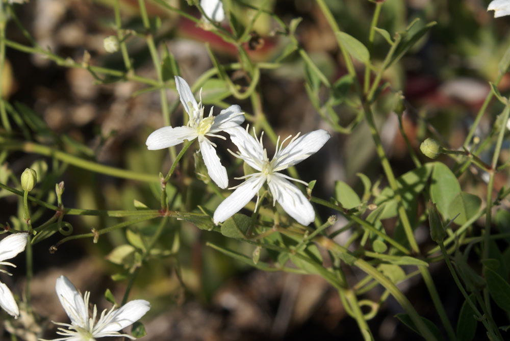 Clematis flammula