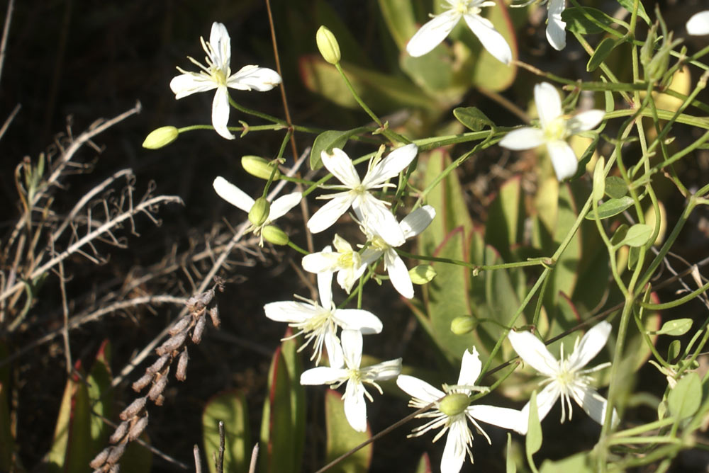Clematis flammula