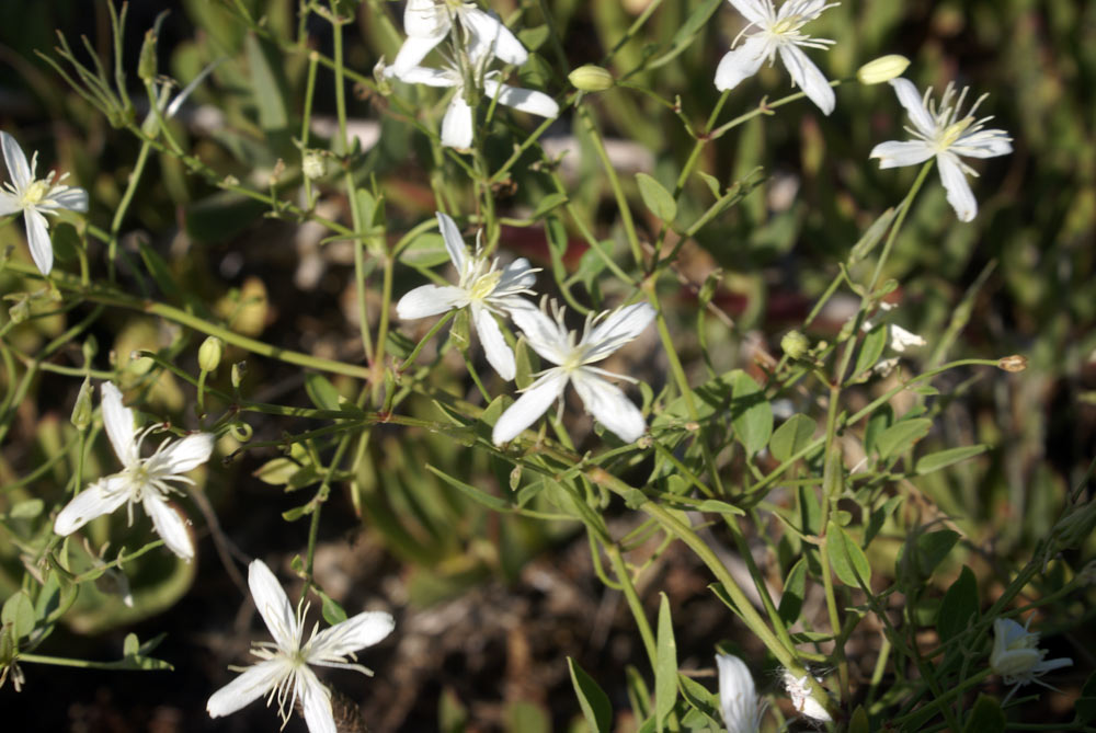 Clematis flammula