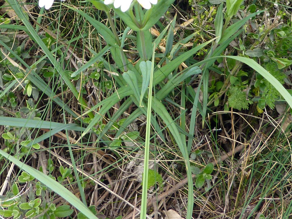 Rabelera holostea (=Stellaria holostea) e Cerastium sp.